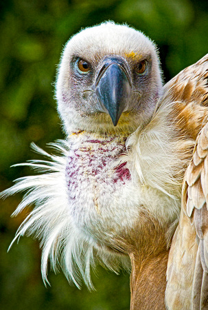 Cape Vulture 18x24