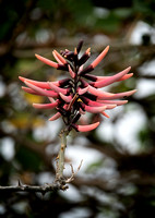 Kauai Flora
