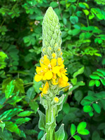 Mullein IMG_2911 copy
