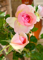 Fasano Roses IMG_2200 copy
