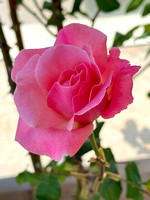 Fasano Rose in Bloom IMG_2198 copy