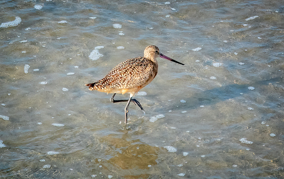 Marbled godwit Oceanside CA_DSC5029 copy
