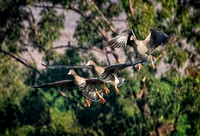 Greater white-fronted goose Coleta SB CA_DSC6206 copy