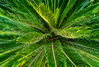 Sago Palm Encinitas IMG_8059 copy