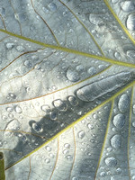 Leaf Closeup