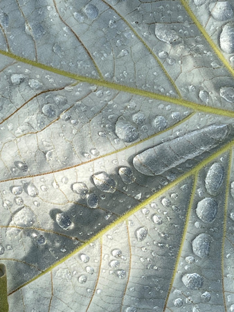 Leaf Closeup