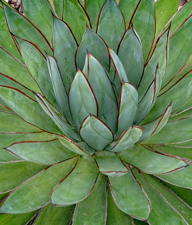 CenturyPlant Encinitis_DSC4522 copy