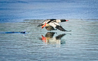 DSC08311 Common Merganser e2022