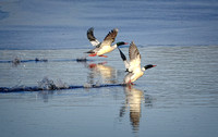 DSC08298 CommonMerganser e2022