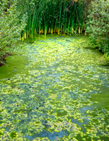 Stream SanJaoquinReserve CA_DSC5751 copy