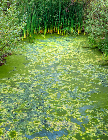 Stream SanJaoquinReserve CA_DSC5751 copy