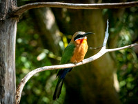 Blue-tailed bee-eater SDZoo_DSC4438 copy