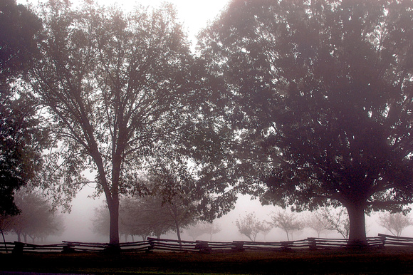 DSC_0029PrairieGroveBigTreesFenceFog_13X19JohnEverett