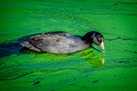 American coot Coleta SB CA_DSC6171 copy
