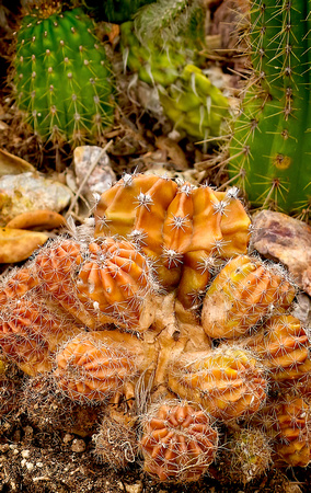 DSCN2788_JDPEdits_Nov2022_4x7