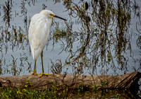 SnowyEgret NewportReserve CA_DSC5560 copy