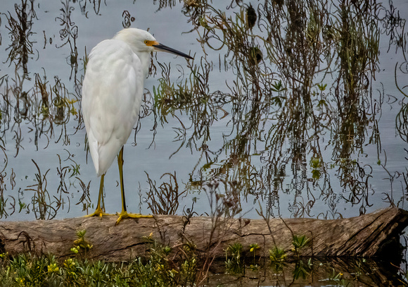 SnowyEgret NewportReserve CA_DSC5560 copy