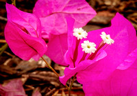 DSCN2793_JDPEdits_Nov2022_5x7