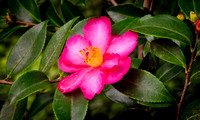 DSCN2877_JDPEdits_Nov2022_5x8
