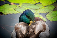 Mallard BalboaPark CA_DSC5139 copy