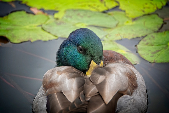 Mallard BalboaPark CA_DSC5139 copy