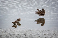 long-billed dowitcher SanJaoquinReserve CA_DSC5799 copy