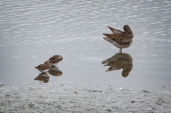 long-billed dowitcher SanJaoquinReserve CA_DSC5799 copy