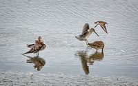 Long-billed dowitcher SanJaoquinReserve CA_DSC5786 copy