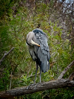 Great blue heron SanJoaguinReserve CA_DSC5876 copy