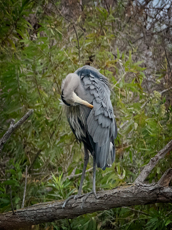 Great blue heron SanJoaguinReserve CA_DSC5876 copy