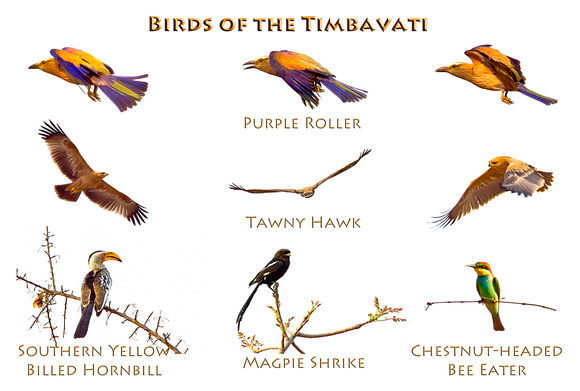 Birds of the Timbavati 18x24
