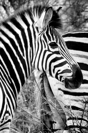 Burchells Zebra 18x24