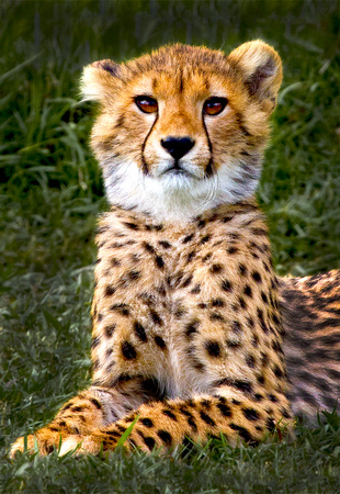 Young Cheetah 18x24