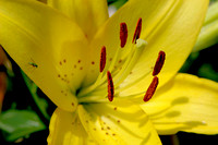 IMG_2736Lily