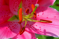 IMG_2739Lily