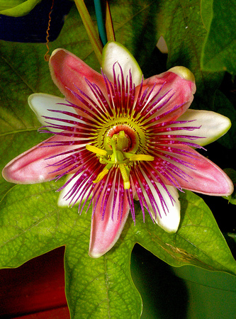 PassionFlower0014