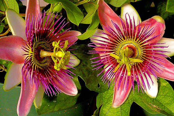 PassionFlowers0017