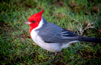 Red-crested Cardinal_DSC7900_0100 copy