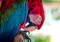 Rocco Red-and-Green Macaw_DSC7195_0062 copy