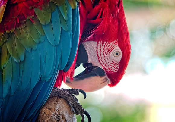 Rocco Red-and-Green Macaw_DSC7195_0062 copy