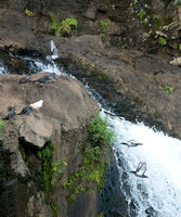 Rock Pigeon Wiamea Falls Kauai DSC8816_0273-2 copy