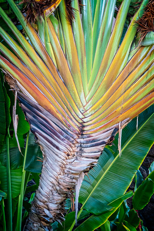 Traveler's Palm Kauai_DSC7067 copy