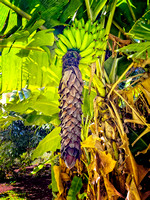 Bananna Tree Kauai IMG_9186 copy
