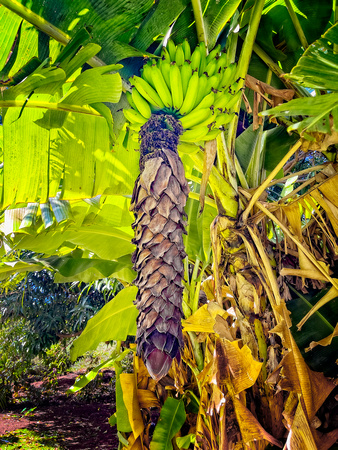 Bananna Tree Kauai IMG_9186 copy