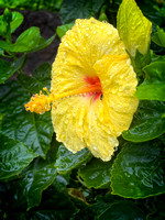 Chinese Hibiscus Kauai IMG_8728 copy