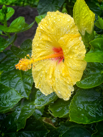 Chinese Hibiscus Kauai IMG_8728 copy