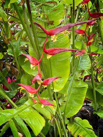 Hanging Lobster Claw Heliconia Kauai IMG_8765 copy