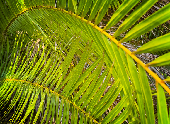 Palm Kauai IMG_9230 copy