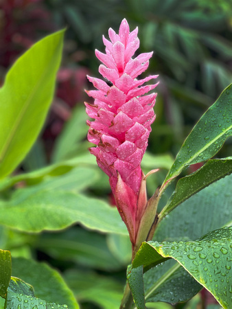 Pink Ginger IMG_E8682 copy