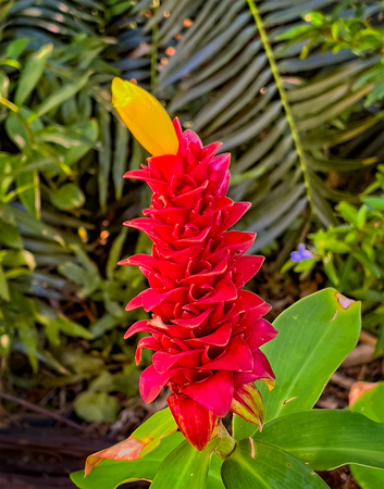 Red Ginger Kauai IMG_9218 copy